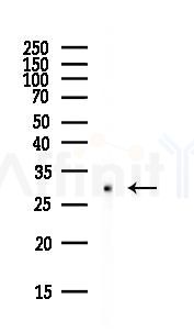 GSTM1 Antibody - Western blot analysis of lysates from PC12 cells(starvation, 24h treatment), using GSTM1 Antibody at 1/1000 dilution.