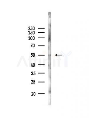 LRDD Antibody - Western blot analysis of lysates from Mouse liver, using LRDD Antibody at 1/1000 dilution.