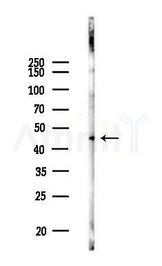 SLC37A4 Antibody - Western blot analysis of lysates from Mouse liver, using SLC37A4 Antibody at 1/1000 dilution.