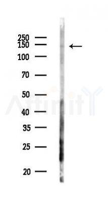 PFAS Antibody - Western blot analysis of lysates from Mouse liver, using PFAS Antibody at 1/1000 dilution.