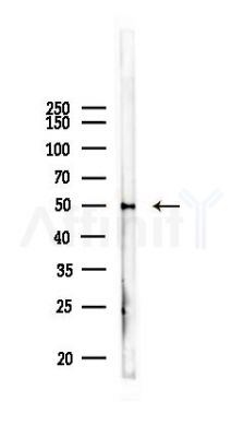 NUP50 Antibody - Western blot analysis of lysates from PC12 cells, using NUP50 Antibody at 1/1000 dilution.