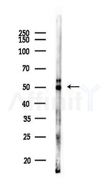 NUP50 Antibody - Western blot analysis of lysates from Mouse liver, using NUP50 Antibody at 1/1000 dilution.