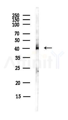 SDF4 Antibody - Western blot analysis of lysates from Hela cells(UV, 30min treatment), using SDF4 Antibody at 1/1000 dilution.