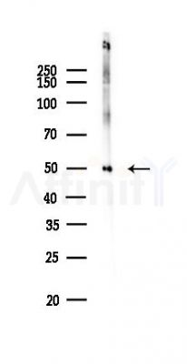 HS3ST1 Antibody - Western blot analysis of lysates from Mouse liver, using HS3ST1 Antibody at 1/1000 dilution.