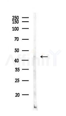 AGXT Antibody - Western blot analysis of lysates from Mouse liver, using AGXT Antibody at 1/1000 dilution.