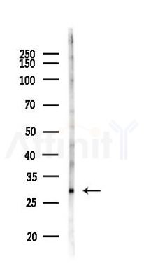 SKA1 Antibody - Western blot analysis of lysates from Mouse liver, using SKA1 Antibody at 1/1000 dilution.