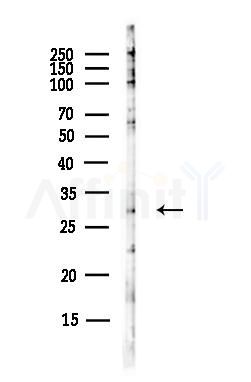 SKA1 Antibody - Western blot analysis of lysates from Hela cells(UV, 30min treatment), using SKA1 Antibody at 1/1000 dilution.