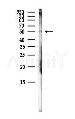 LDB1 Antibody - Western blot analysis of lysates from Mouse brain, using LDB1 Antibody at 1/1000 dilution.