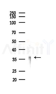 TMEM59 Antibody - Western blot analysis of lysates from PC12 cells, using TMEM59 Antibody at 1/1000 dilution.