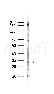 C9orf78 Antibody - Western blot analysis of lysates from Mouse liver, using C9orf78 Antibody at 1/1000 dilution.
