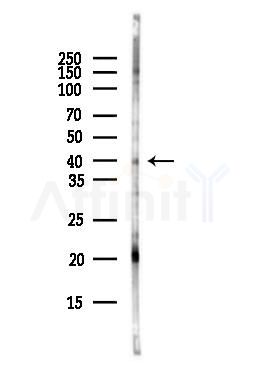 CED6 Antibody - Western blot analysis of lysates from COLO205 cells(heat-shock,45min treatment), using CED6 Antibody at 1/1000 dilution.