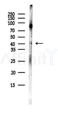 RAD51AP1 Antibody - Western blot analysis of lysates from COLO205 cells(heat-shock,45min treatment), using RAD51AP1 Antibody at 1/1000 dilution.