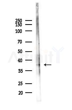 RAD51AP1 Antibody - Western blot analysis of lysates from PC12 cells, using RAD51AP1 Antibody at 1/1000 dilution.