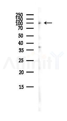 CDH20 Antibody - Western blot analysis of lysates from Rat brain, using CDH20 Antibody at 1/1000 dilution.