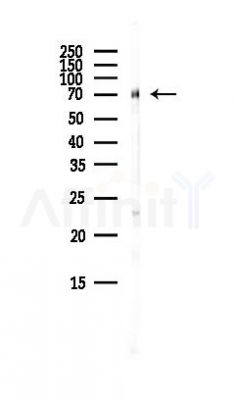 HAUS5 Antibody - Western blot analysis of lysates from Rat brain, using HAUS5 Antibody at 1/1000 dilution.