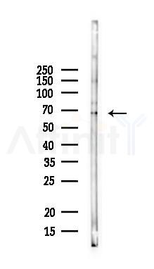 STXBP2 Antibody - Western blot analysis of lysates from Mouse brain, using STXBP2 Antibody at 1/1000 dilution.
