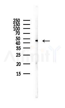 SAV1 Antibody - Western blot analysis of lysates from LoVo cells(heat-shock,45min treatment), using SAV1 Antibody at 1/1000 dilution.