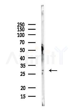 ATG101 Antibody - Western blot analysis of lysates from Mouse brain, using ATG101 Antibody at 1/1000 dilution.