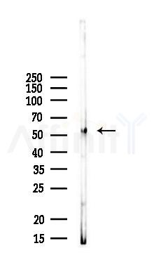 MFSD2A Antibody - Western blot analysis of lysates from Mouse brain, using MFSD2A Antibody at 1/1000 dilution.