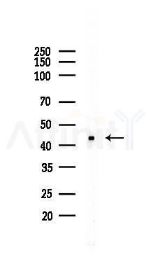 DAZAP1 Antibody - Western blot analysis of lysates from PC12 cells, using DAZAP1 Antibody at 1/1000 dilution.