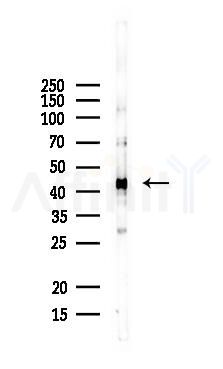 DAZAP1 Antibody - Western blot analysis of lysates from Mouse brain, using DAZAP1 Antibody at 1/1000 dilution.