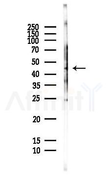 C12orf29 Antibody - Western blot analysis of lysates from HepG2 cells(LPS,4h treatment), using C12orf29 Antibody at 1/1000 dilution.