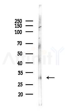 CLEC12A Antibody - Western blot analysis of lysates from PC12 cells, using CLEC12A Antibody at 1/1000 dilution.