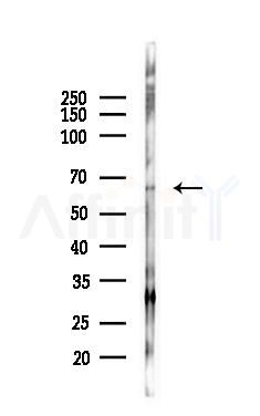 TPTE Antibody - Western blot analysis of lysates from PC12 cells, using TPTE Antibody at 1/1000 dilution.
