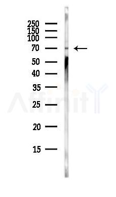 ATAD3A Antibody - Western blot analysis of lysates from RAW264.