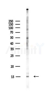 DDT Antibody - Western blot analysis of lysates from Hela cells(UV,30min treatment), using DDT Antibody at 1/1000 dilution.