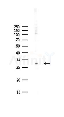 HVCN1 Antibody - Western blot analysis of lysates from Hela cells(UV,30min treatment), using HVCN1 Antibody at 1/1000 dilution.