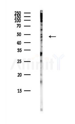LNP Antibody - Western blot analysis of lysates from COLO205 cells(heat-shock,45min treatment), using LNP Antibody at 1/1000 dilution.