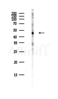 SMAP2 Antibody - Western blot analysis of lysates from COLO205 cells(heat-shock,45min treatment), using SMAP2 Antibody at 1/1000 dilution.