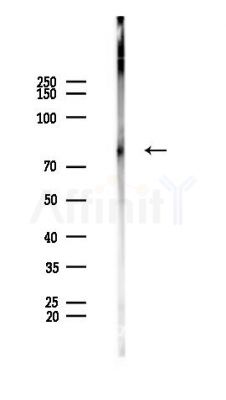MAMDC2 Antibody - Western blot analysis of lysates from PC12 cells, using MAMDC2 Antibody at 1/1000 dilution.