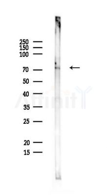 SCLT1 Antibody - Western blot analysis of lysates from Mouse spleen, using SCLT1 Antibody at 1/1000 dilution.