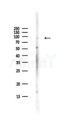 WDR24 Antibody - Western blot analysis of lysates from Hela cells(UV,30min treatment), using WDR24 Antibody at 1/1000 dilution.