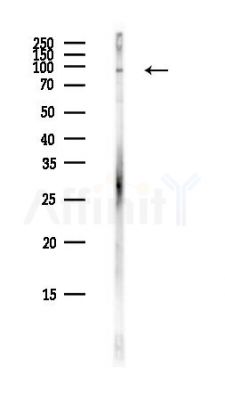 WDR24 Antibody - Western blot analysis of lysates from COLO205 cells(heat-shock,45min treatment), using WDR24 Antibody at 1/1000 dilution.