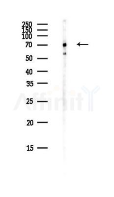 SCAI Antibody - Western blot analysis of lysates from COLO205 cells(heat-shock,45min treatment), using SCAI Antibody at 1/1000 dilution.
