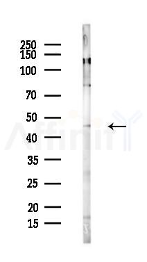 SNX7 Antibody - Western blot analysis of lysates from PC12 cells, using SNX7 Antibody at 1/1000 dilution.