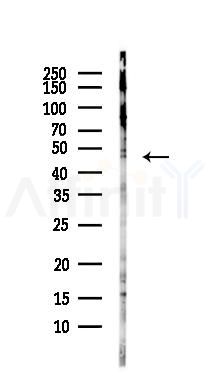 SNX7 Antibody - Western blot analysis of lysates from MC-3T3-E1 cells(heat-shock,45min treatment), using SNX7 Antibody at 1/1000 dilution.