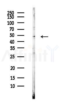 TMPRSS11D Antibody - Western blot analysis of lysates from MC-3T3-E1 cells(heat-shock,45min treatment), using TMPRSS11D Antibody at 1/1000 dilution.