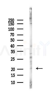 NCE2 Antibody - Western blot analysis of lysates from MC-3T3-E1 cells(heat-shock,45min treatment), using NCE2 Antibody at 1/1000 dilution.