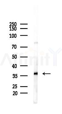 TXNDC6 Antibody - Western blot analysis of lysates from PC12 cells, using TXNDC6 Antibody at 1/1000 dilution.