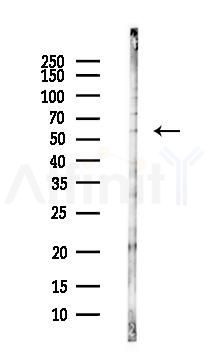 Glycoprotein 2 Antibody - Western blot analysis of lysates from MC-3T3-E1 cells(heat-shock,45min treatment), using Glycoprotein 2 Antibody at 1/1000 dilution.