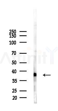 Pur B Antibody - Western blot analysis of lysates from PC12 cells, using Pur B Antibody at 1/1000 dilution.