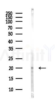 ISG20 Antibody - Western blot analysis of lysates from Hela cells(heat-shock,45min treatment), using ISG20 Antibody at 1/1000 dilution.