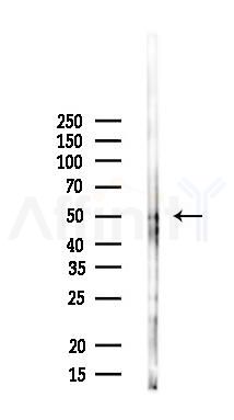 SOCS4 Antibody - Western blot analysis of lysates from Mouse liver, using SOCS4 Antibody at 1/1000 dilution.