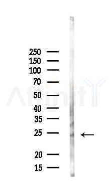 Claudin 15 Antibody - Western blot analysis of lysates from Mouse liver, using Claudin 15 Antibody at 1/1000 dilution.