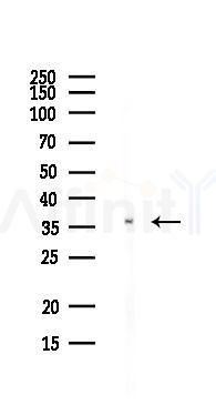 SRA1 Antibody - Western blot analysis of lysates from PC12 cells(heat-shock,45min treatment), using SRA1 Antibody at 1/1000 dilution.