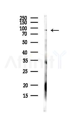 PC1 Antibody - Western blot analysis of lysates from PC12 cells(heat-shock,45min treatment), using PC1 Antibody at 1/1000 dilution.